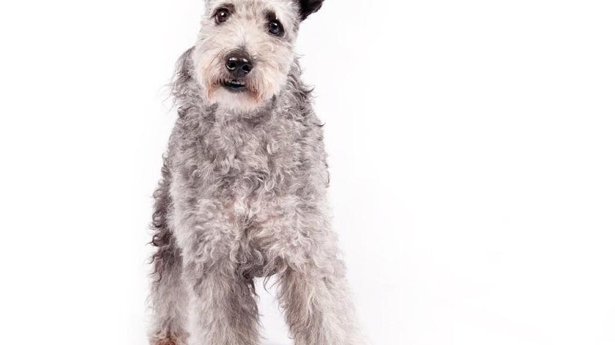 The pumi, a high-energy Hungarian herding dog, is the latest new breed headed to the Westminster Kennel Club and many other U.S. dog shows. Thomas Pitera/AP
