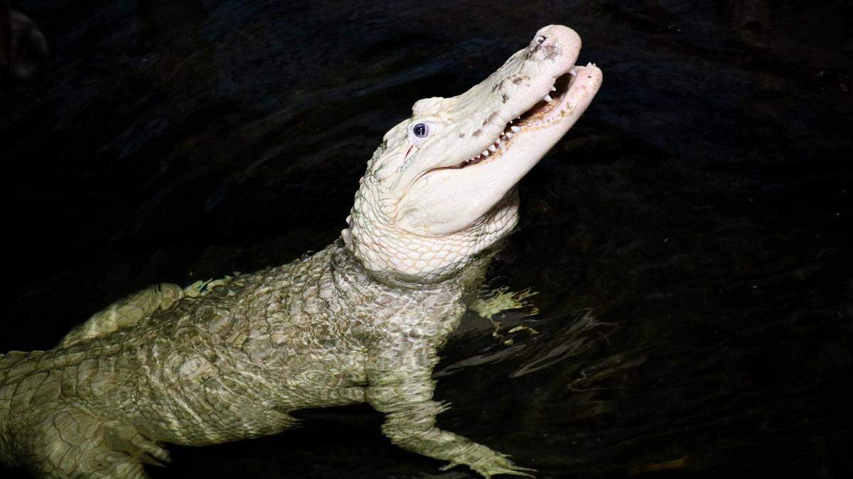 An alligator at the Henry Doorly Zoo and Aquarium in Omaha, Nebraska, had 70 coins in its stomach, officials said.