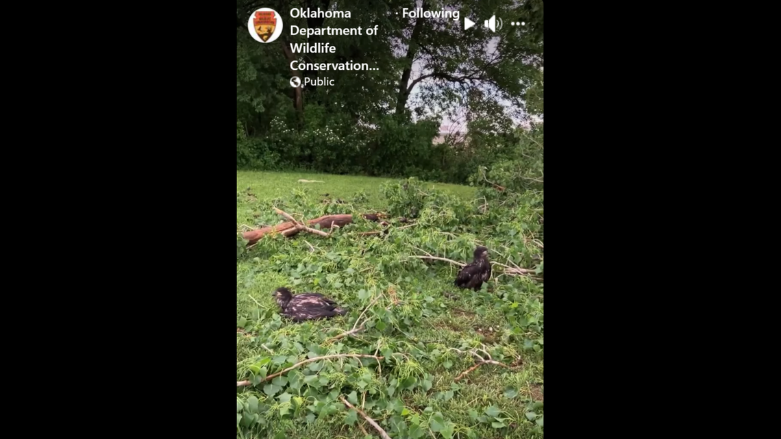 The bald eagles will hopefully be returned to the wild after they learn to fly and hunt, wildlife officials said.