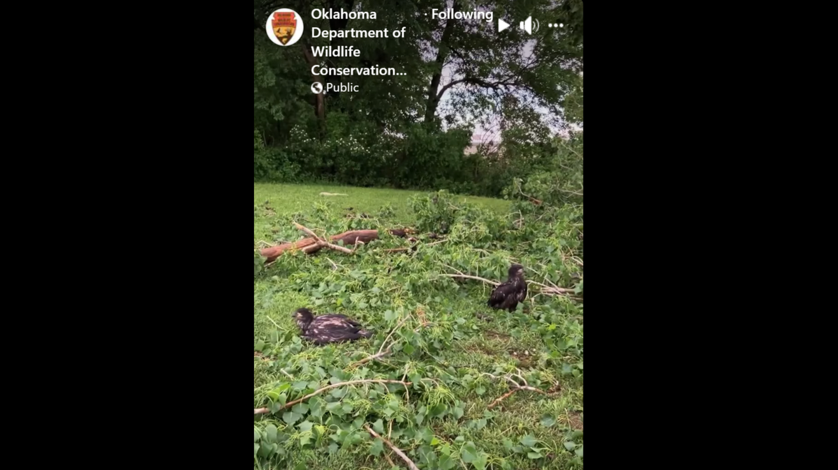 The bald eagles will hopefully be returned to the wild after they learn to fly and hunt, wildlife officials said.