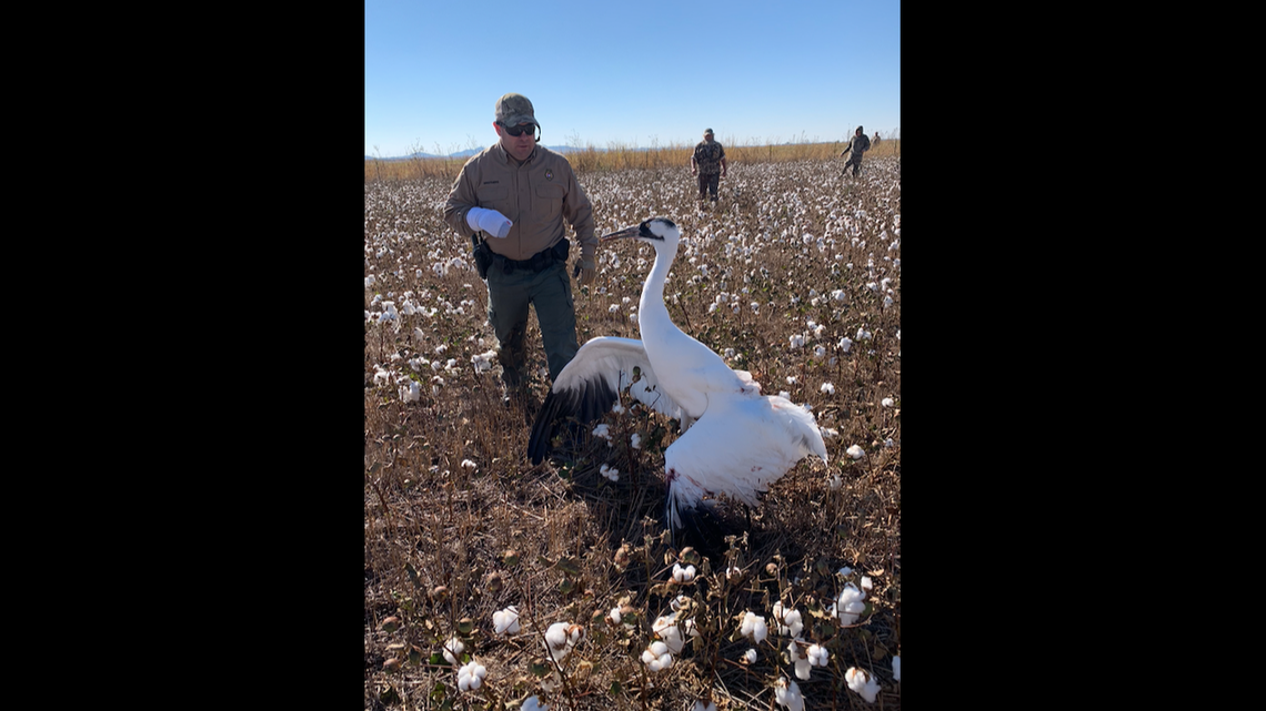 Hunters stumbled across an injured whooping crane (pictured), which spurred an investigation by wildlife officials.