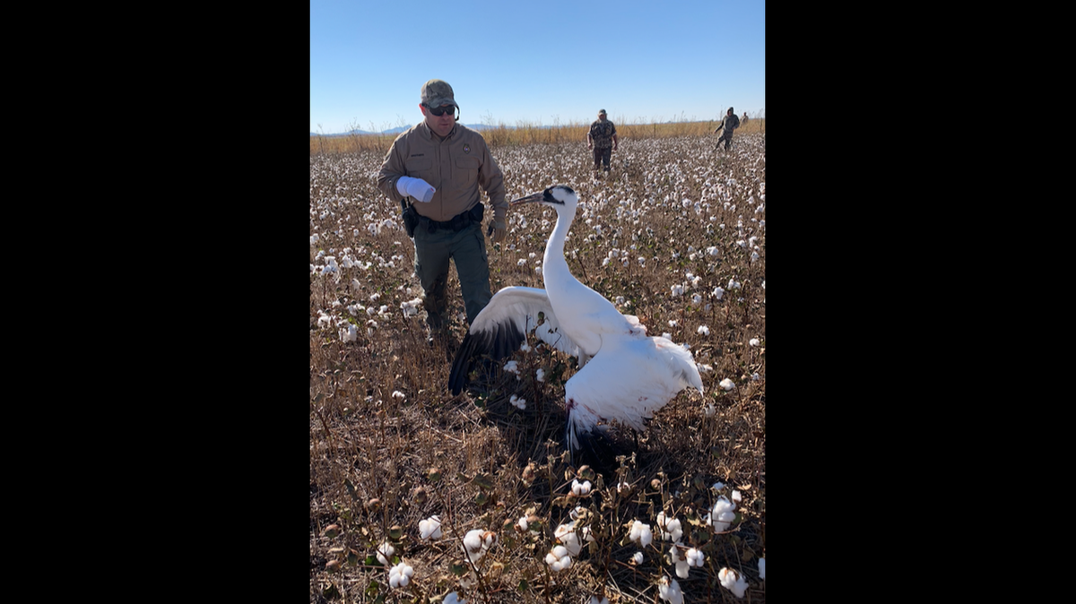 Hunters stumbled across an injured whooping crane (pictured), which spurred an investigation by wildlife officials.