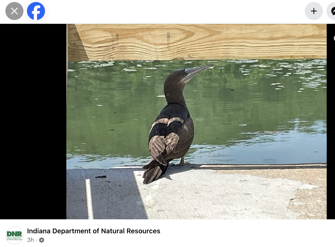 Brown booby spotted at Spring Mill State Park in Indiana.