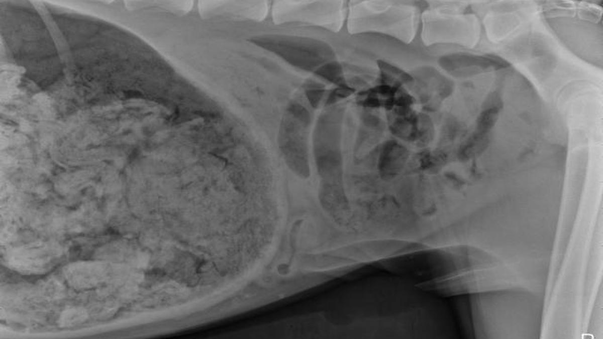 
The X-ray of the stomach of the dog that ate 43 ½ socks
