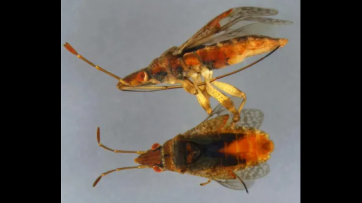 Half-inch long invasive inspects identified as the Orsillus species were intercepted at a Michigan airport, officials say.