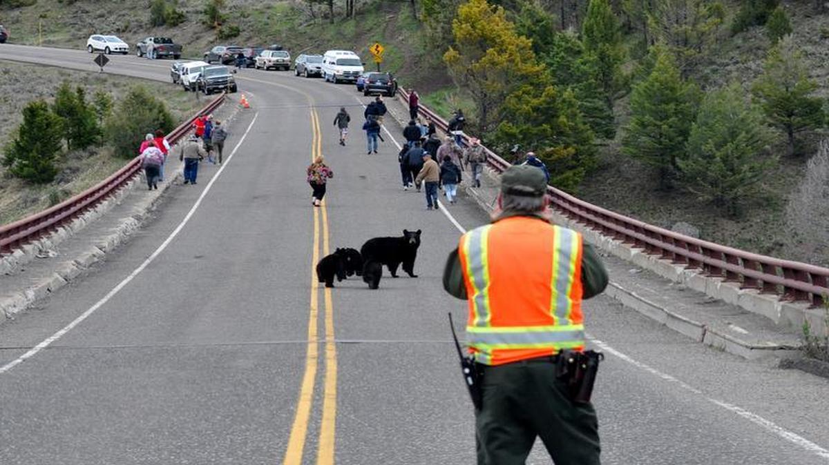 
A mother black bear with cubs runs toward a group of camera-clicking tourists in Yellowstone National Park
