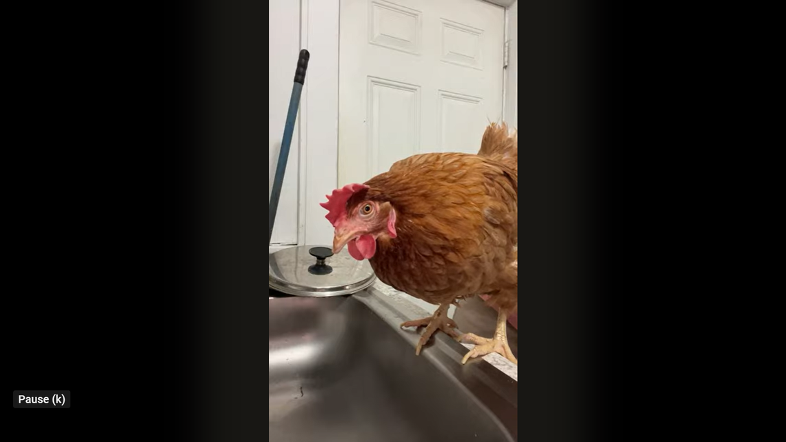 A Pennsylvania woman uploaded videos of herself torturing and killing animals on YouTube, police say.