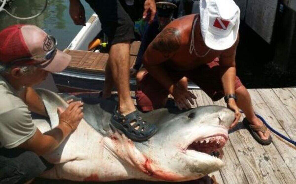 
Ryan Spring caught an 809-pound, 12' 7", tiger shark off the coast of Port Aransas on August 3
