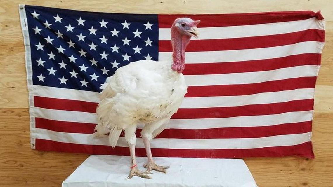 A turkey born and bred in Iowa practices its podium stance in the hopes of receiving a “pardon” from President Obama.