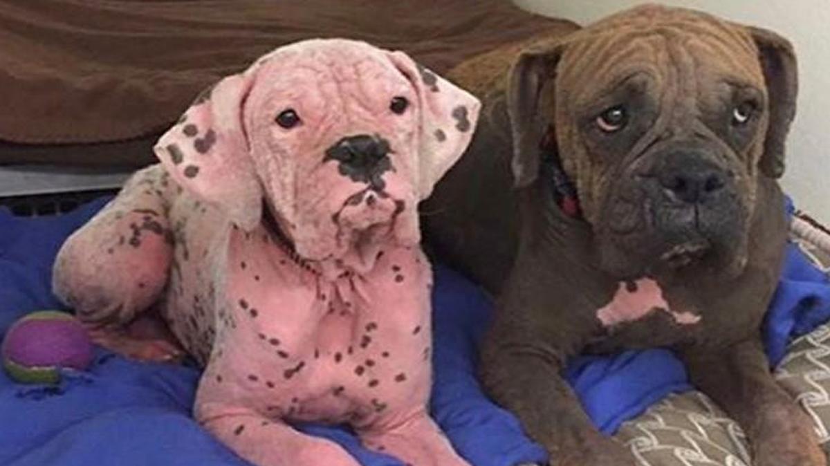These boxers, brother and sister, abandoned at a California shelter had a type of mange that caused them pain and their hair to fall out.