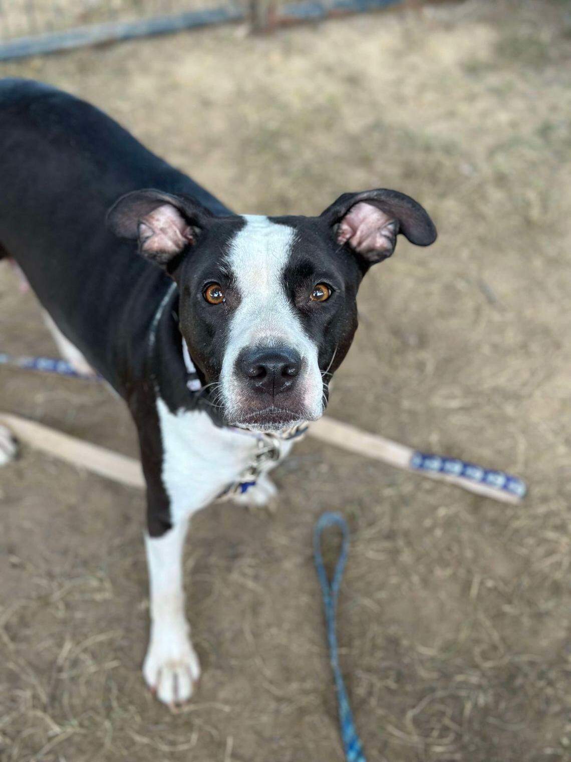 Piper was brought into the shelter as Delilah.