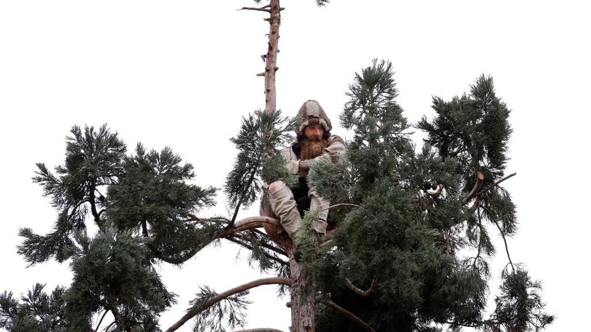 A man sits near the top of a sequoia tree Wednesday in downtown Seattle