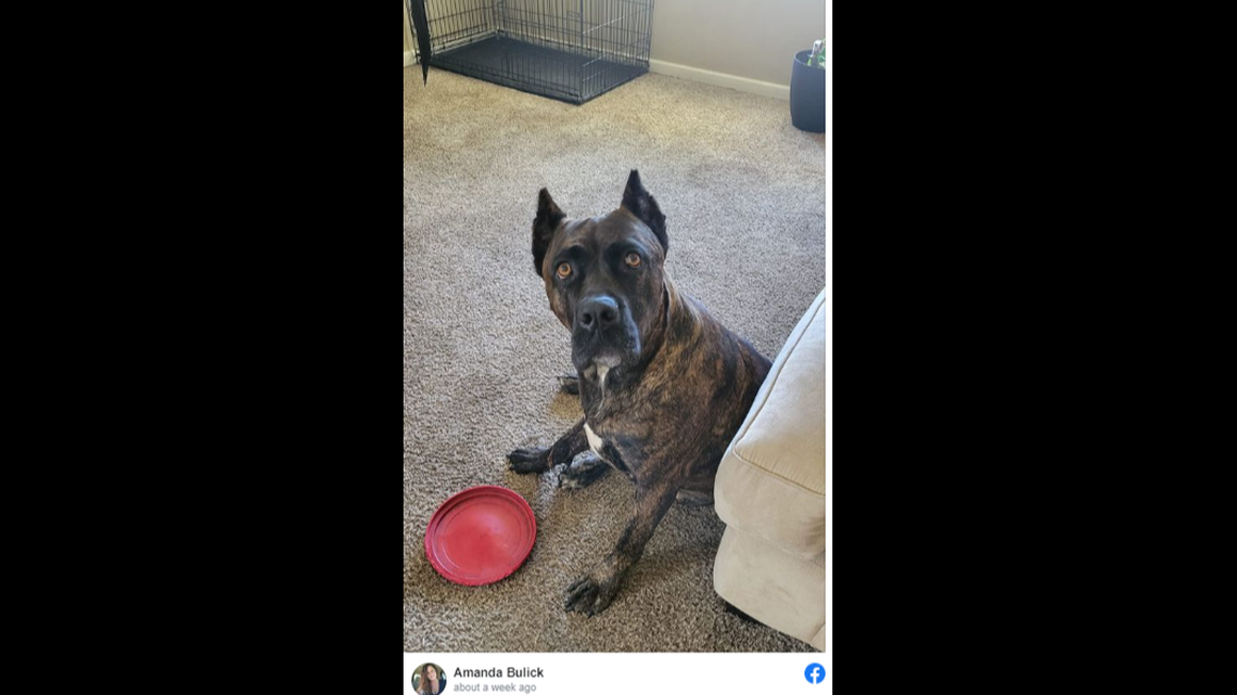 Police body camera footage shows the moment the Canton officer shot at the cane corso named “Bella.”