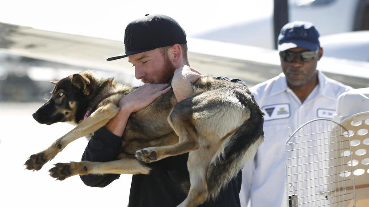 Conner Lamb carries Luna, a 1 1/2-year-old dog that fell off a fishing boat in February, after Luna arrived by a Navy commuter flight Wednesday at Naval Base Coronado in California.