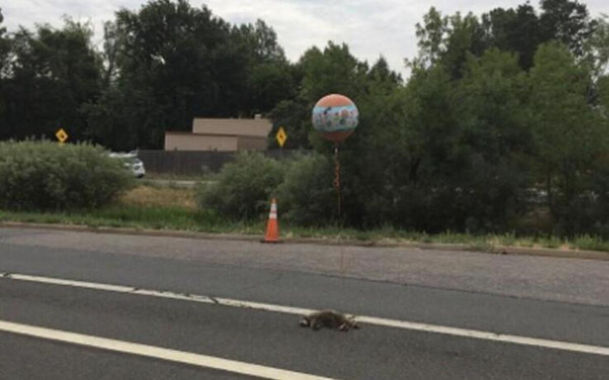 A man was seen tying a “Get Well Soon” balloon to a dead raccoon in the road in Boulder, Colo., on Thursday morning. But, why?