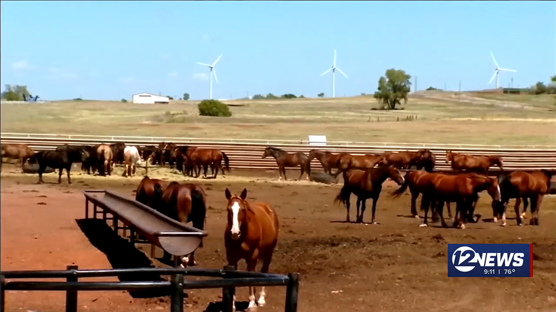 Horses died in Oklahoma after eating contaminated feed, officials said.