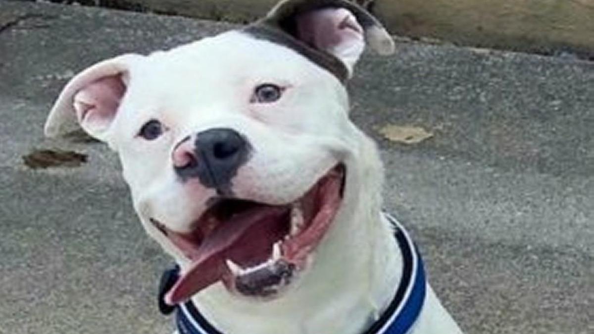 Diggy the rescue dog in Michigan might lose his happy new home because local officials think he could be part pit bull.