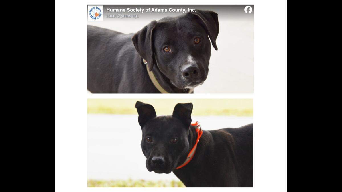 Uno, top, and Bailey, bottom, have spent nearly two years in an Ohio humane society.