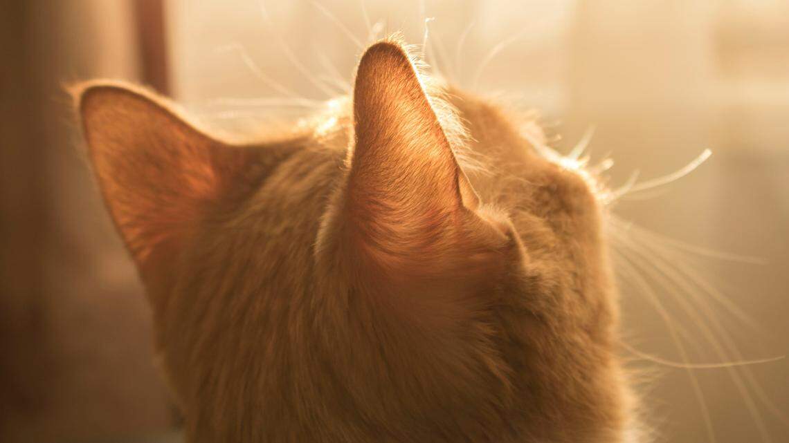 The landlord is accused of using anti-freeze to poison the cats.