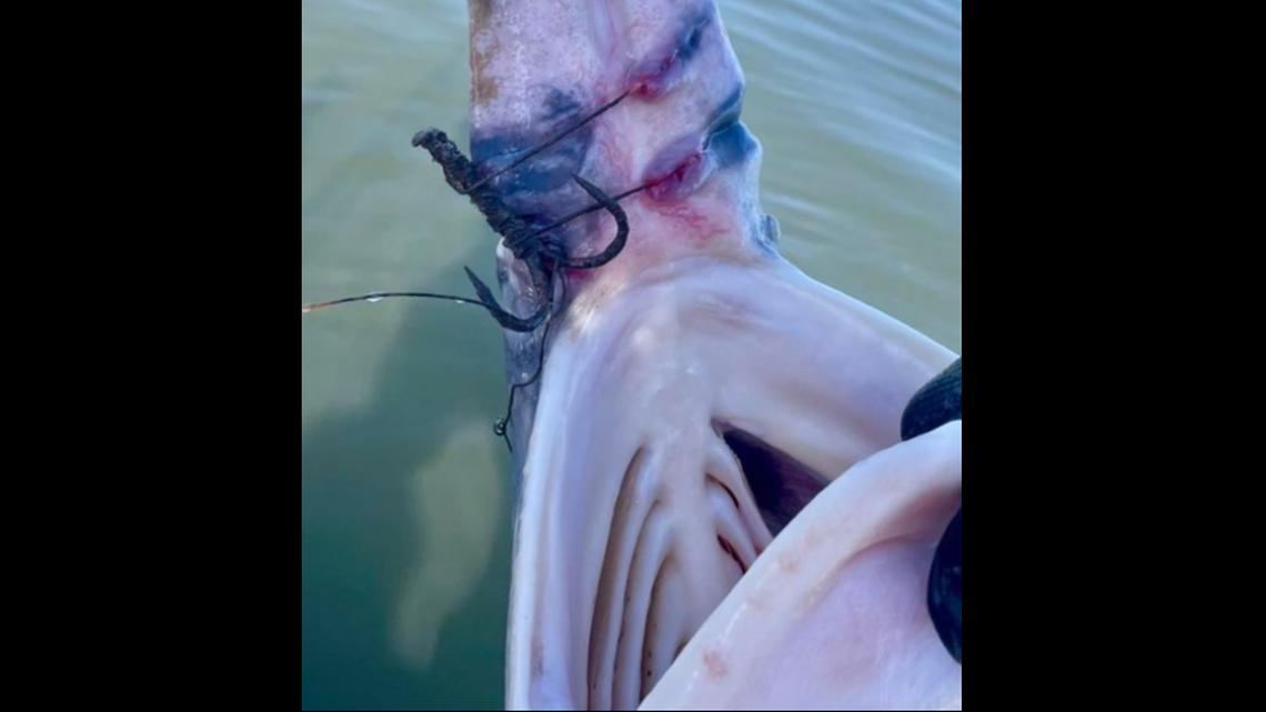 A hook and fishing line were wrapped tightly around the paddlefish’s bill.