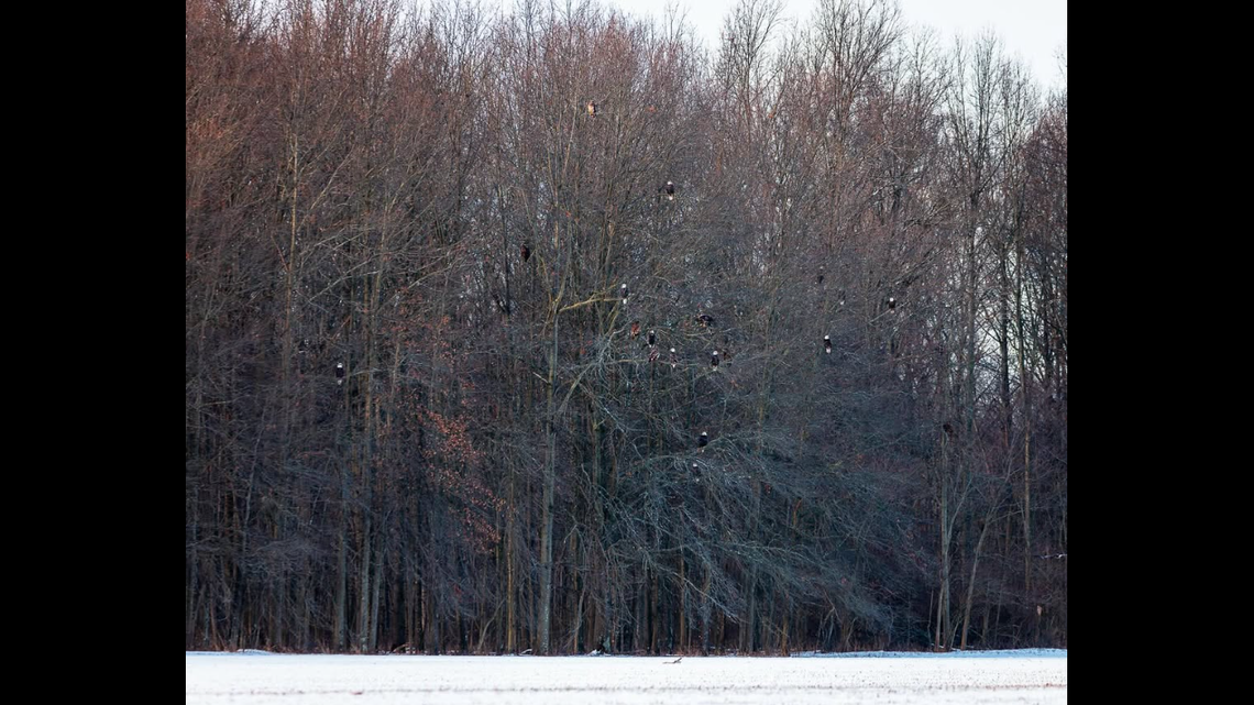The U.S. Fish and Wildlife Service said roosting sites “serve a social purpose for pair bonding and communication among eagles.”
