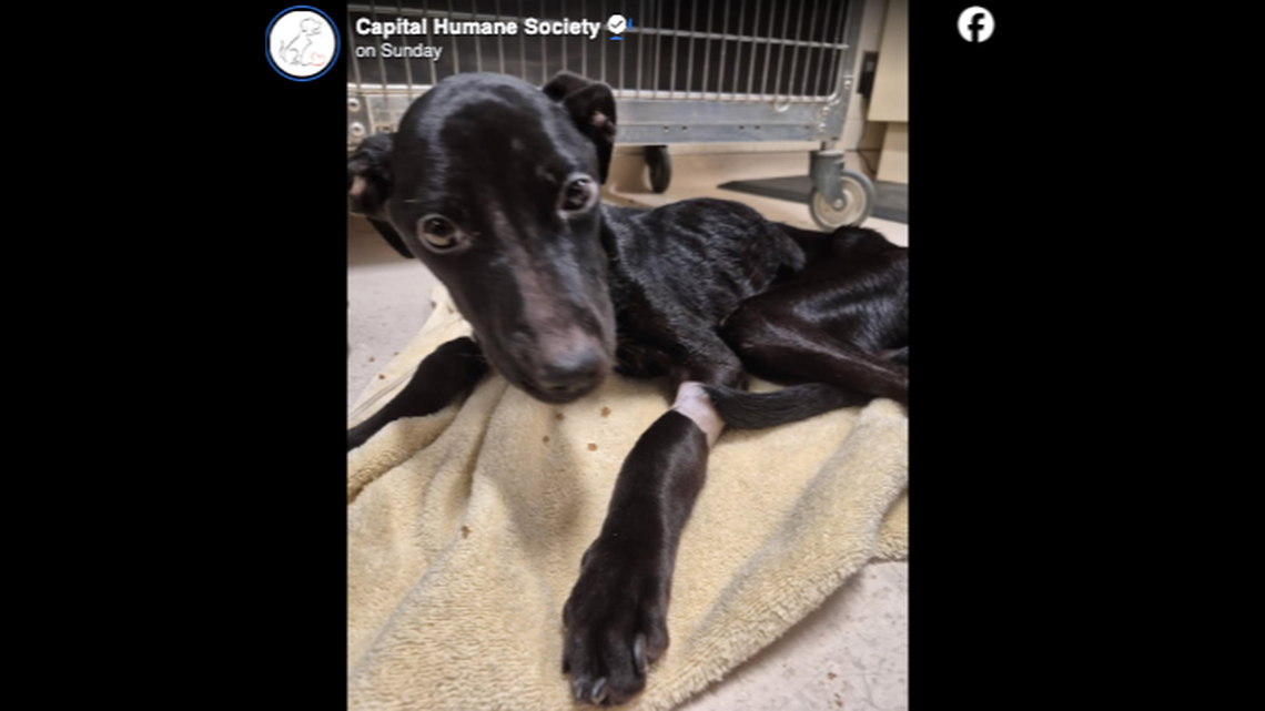 A dog named Zephyr was “so desperate to survive” that she was eating her own feces before being rescued, a Nebraska shelter says.