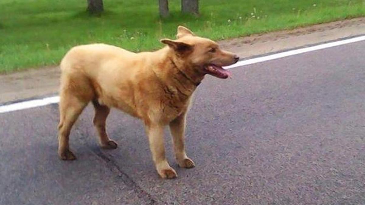 This is Bruno, the town mascot of Longville, Minn., who walks four miles into town nearly every day to visit his friends there.