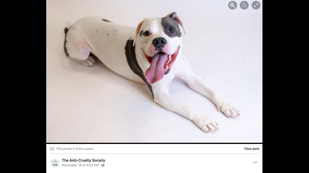 A dog named Elvis was finally adopted after being the only pet that didn’t find a home at an Illinois adoption event.