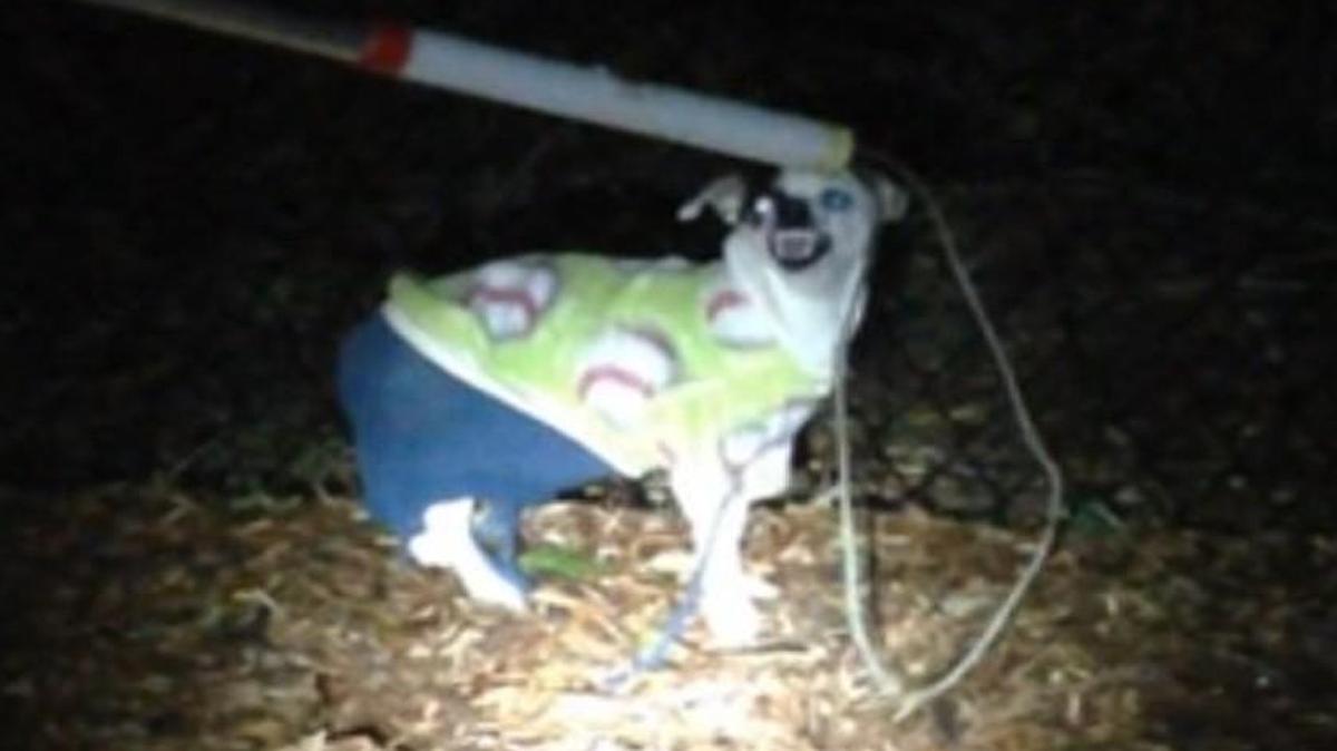 Police in Bellevue, Wash., found this little guy wandering around a city park looking for a tailor.