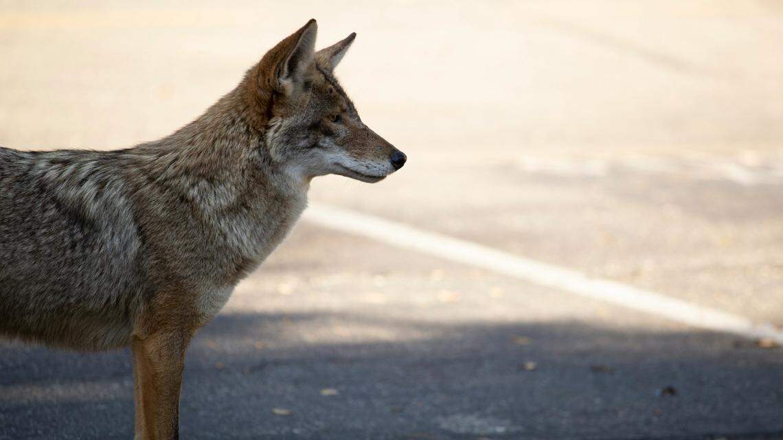 A coyote (not the one pictured) attacked a person in Scottsdale, Arizona, wildlife officials said.
