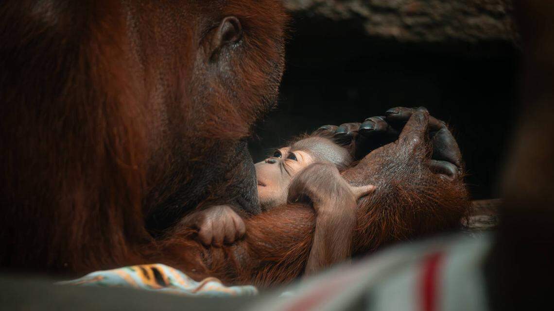 A Bornean orangutan mom and her newborn baby bond at the Toledo Zoo in Ohio.