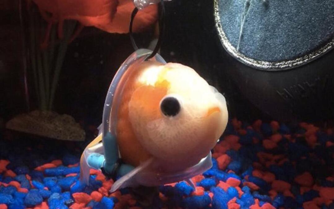 YouTuber Taylor Nicole Dean tweeted out a photo of this goldfish in a wheelchair that went viral.