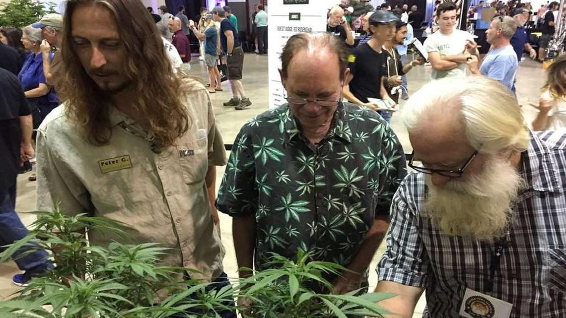 Judges rated marijuana plants at the Oregon Cannabis Grower’s Fair plant competition in Salem, Oregon, to choose nine plants to be displayed at the Oregon State Fair Aug. 26 to Sept. 5.