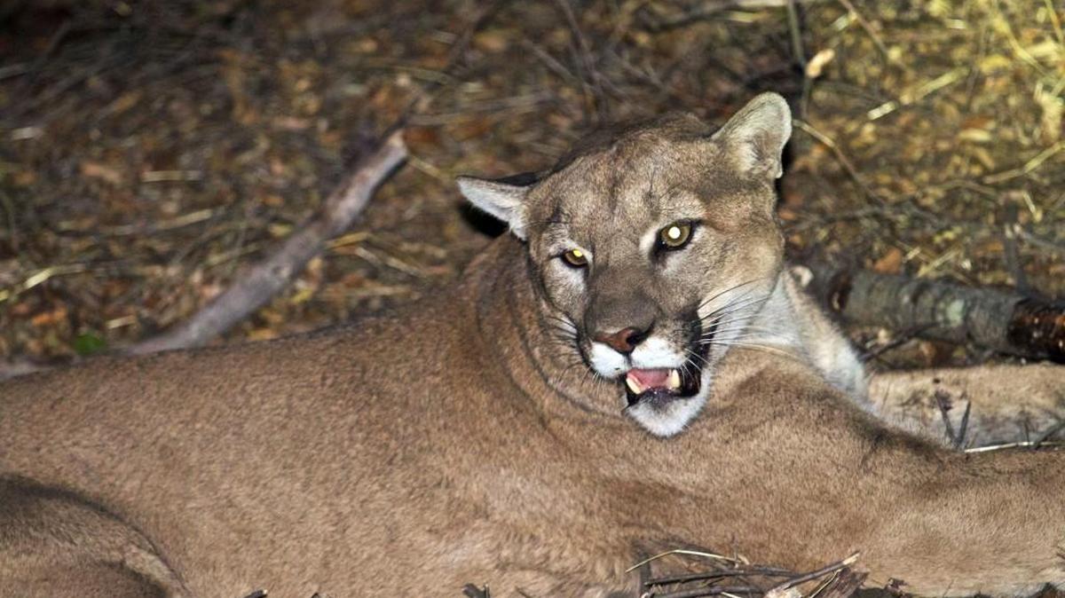 This undated photo provided by the National Park Service shows a mountain lion, known as P-45, that is believed to be responsible for the recent killings of alpacas near Malibu, Calif.