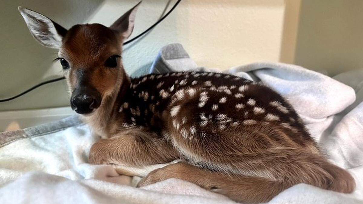 An animal control officer jumped into action to save an unborn deer after its mother was hit by a car in Oklahoma, officials said.