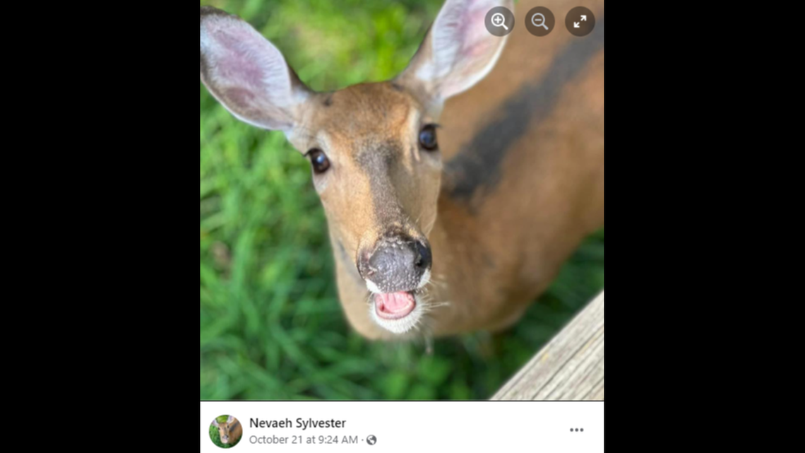 A small Michigan town is outraged after a police officer shot and killed a friendly deer beloved in the community.