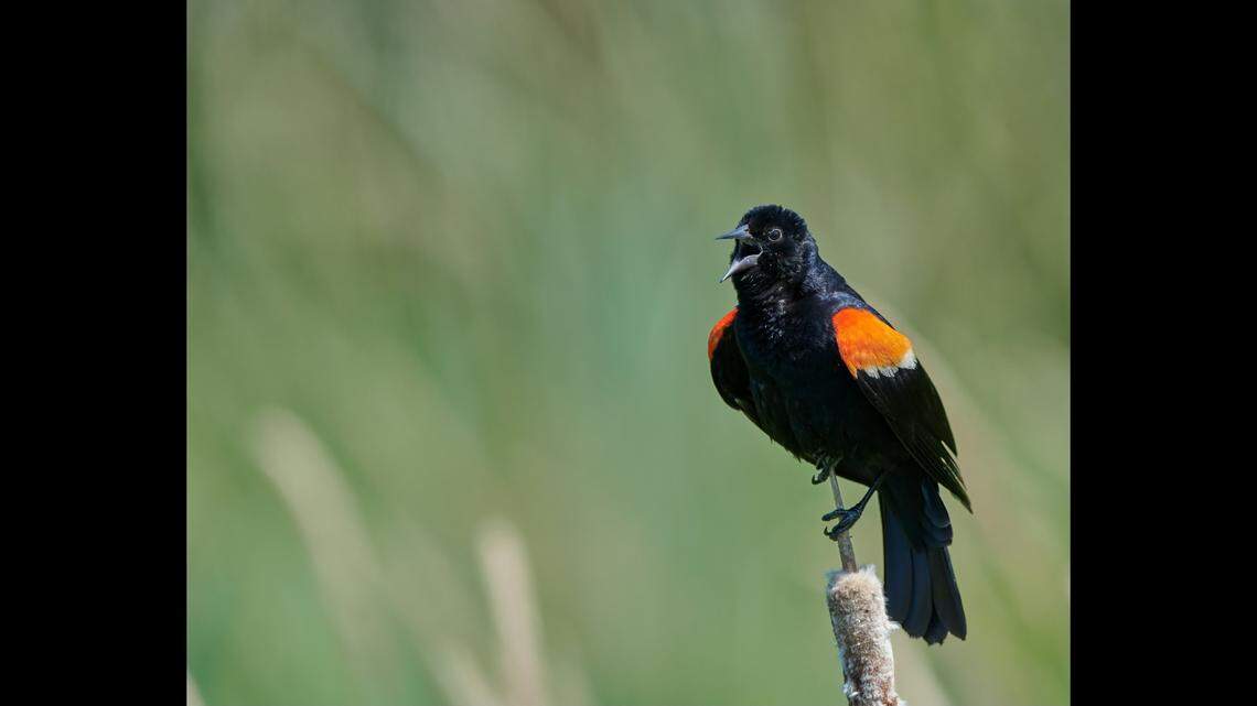 Pennsylvania officials said 28 federally protected migratory birds were killed by farmers accused of lacing corn with toxic pesticide. 
