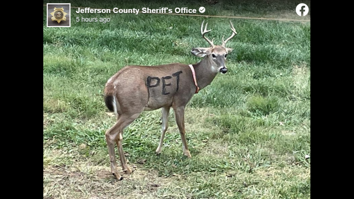 A deer with a collar and the word “pet” painted on its side was recently spotted wandering Jefferson County, Missouri, capturing attention on social media and concerning state wildlife officials.