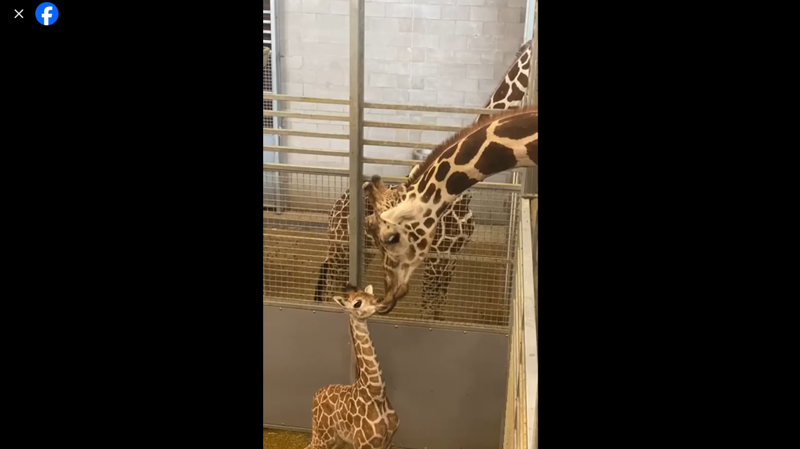 A baby giraffe bonds with her dad.