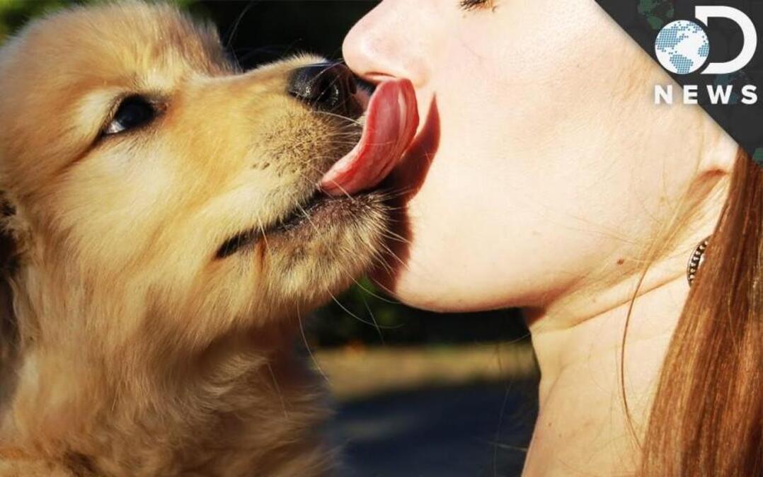 To lick or not to lick? That is the (tricky) question dog owners must decide.