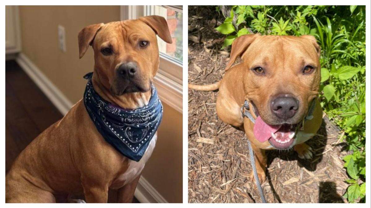 The dog named Screech is described as “a big snuggle bug.”