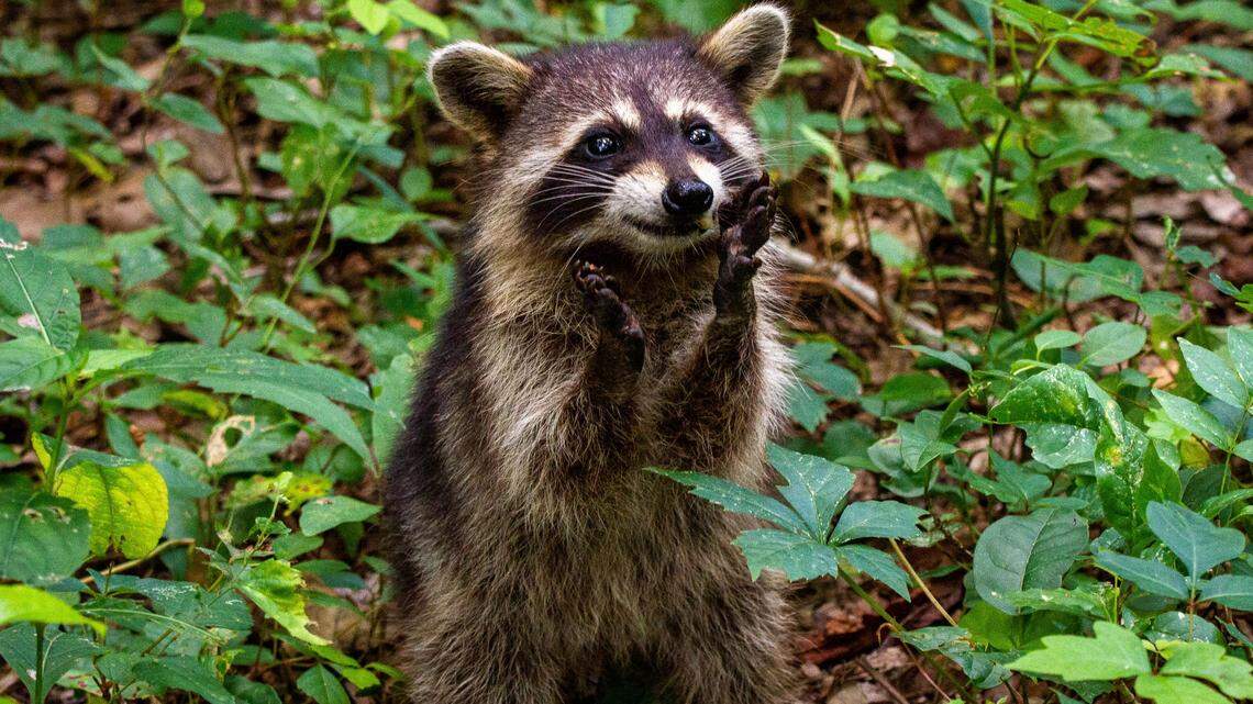 Raccoons are said to be “behaving oddly” in Burnsville, Minnesota, officials say.