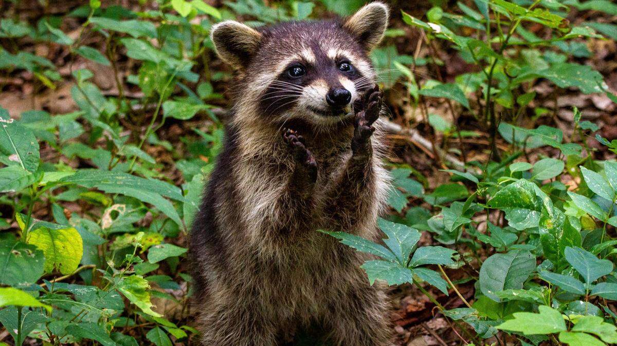 Raccoons are said to be “behaving oddly” in Burnsville, Minnesota, officials say.