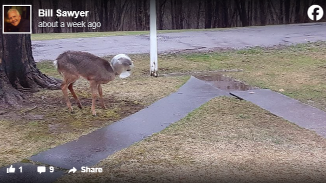 A community in Pennsylvania pulled together to help save a deer that had a plastic container stuck on its head for weeks. 