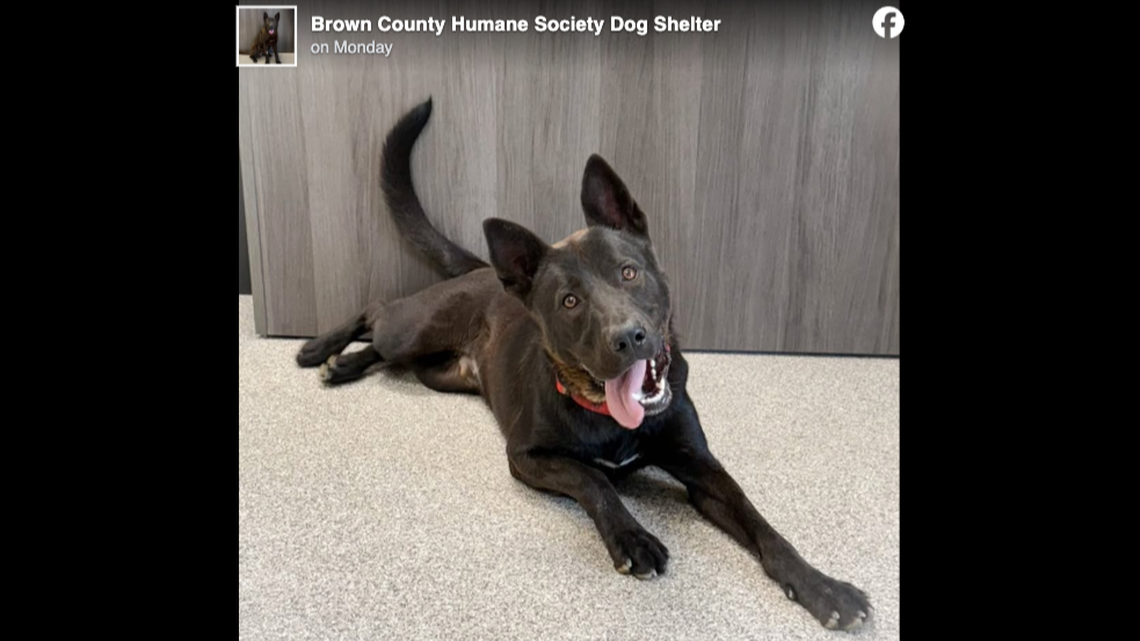 A 65-pound dog named Sasquatch has watched hundreds of dogs be adopted before him.