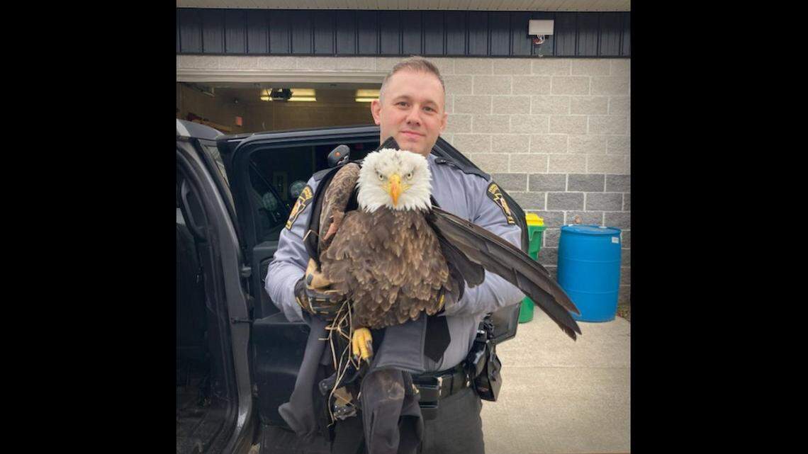 Two Pennsylvania State Police troopers are being praised for their actions that helped save a bald eagle.