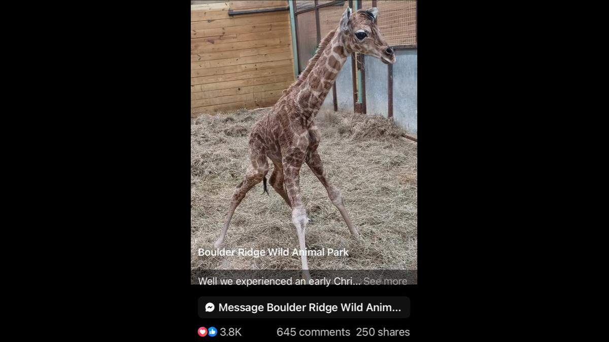 A newborn giraffe was an ‘early Christmas miracle,’ according to the Michigan zoo where she was born.