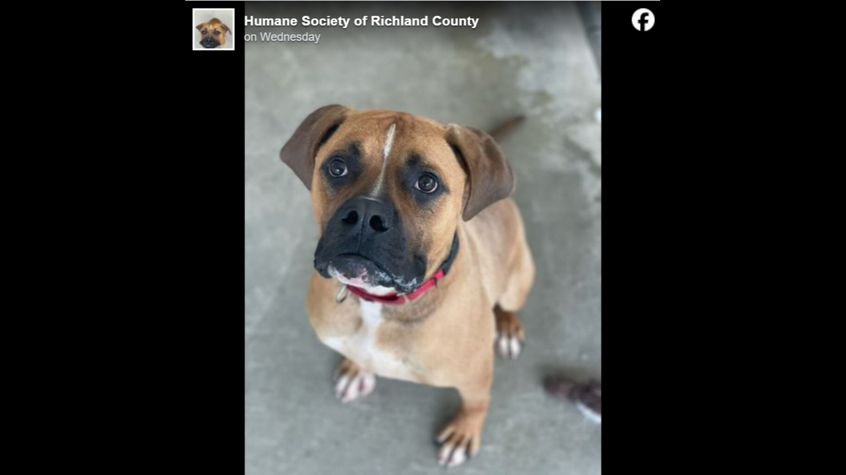 Malcolm the 3-year-old boxer is “stressed,” “overstimulated” and overwhelmed after spending more than 400 days in an Ohio animal shelter — and is “desperate for a lifeline.”