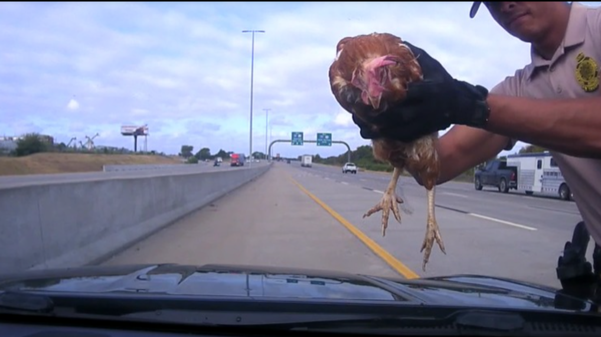 Authorities said the chickens were being hauled in a “makeshift trailer.”