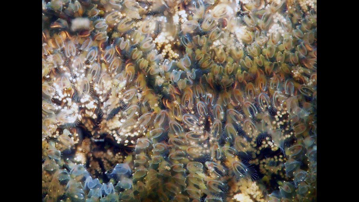 Bryozoan are made up of zooids, the tiny “horseshoe” shaped creatures seen in this closeup image.